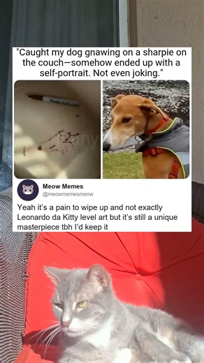 Yeah Its A Pain To Wipe Up And Not Exactly Leonardo Da Kitty Level Art But Its Still A Unique Maste
