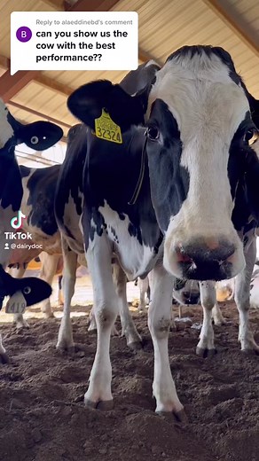 Understanding Dairy Cow Production and Wellbeing