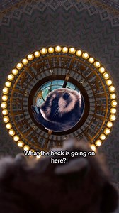 10K views · 34 reactions | Uninterrupted tour times can be found at lapl.org/tours  | Los Angeles Public Library | Facebook