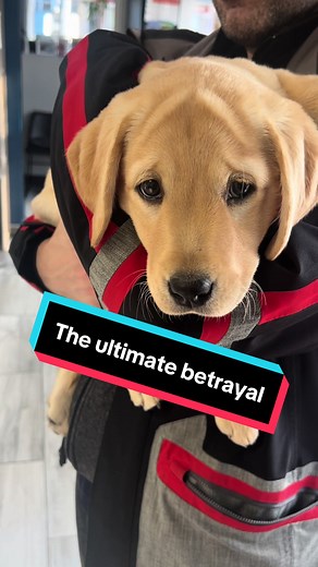 Looking for a new family, comment if you want to rescue me 💕 #puppy #puppytiktok #labrador #labradorpuppy #cute #pets #dogsoftiktok #dogs #dayinmylife #vet #vaccine