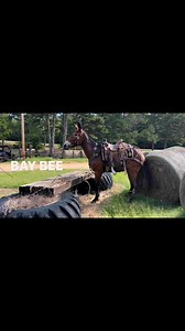 BAY BEE JUMPING LOGS | Max Bishop