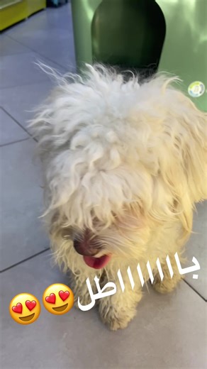 Préparation de l'alimentation animale pour chiens et chats