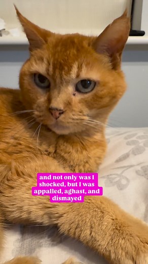 #husbandandwifecomedy #thesaurus #joke #funny #fblifestyle | Gangstacats