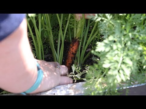How To Thin Carrot Seedlings