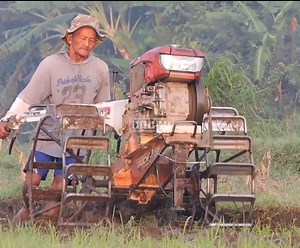 27K views · 167 reactions | Old men farmers work hard with tractor machine at rice field | Daily Post | Facebook