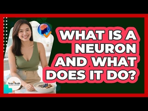 What Is A Neuron And What Does It Do?