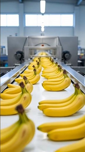 How Banana Chips Are Made | Inside the Factory