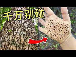 全世界最危险的树 The Most Dangerous Trees In The World