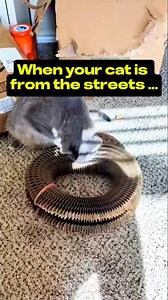 Rescued cat Cosmo is now an indoor cat after being rescued from the streets in Texas. He is still getting used to indoor life 😂 | Baby and Blue