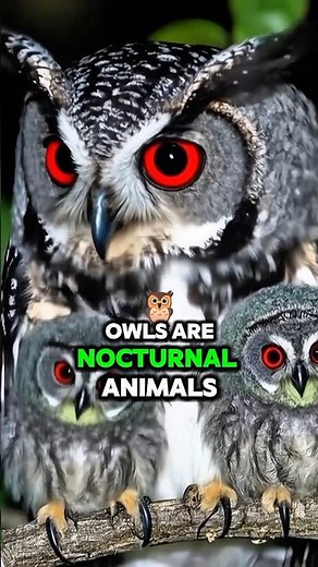 Owl Uniqueness That Will Leave You Amazed