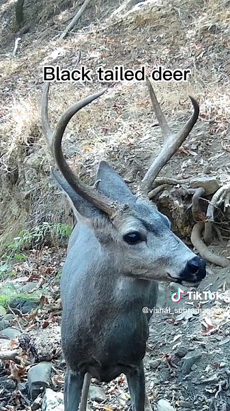 Which animal was your favorite to see? #mountainlion #bigcat #catvideo #eagle #deer #wildlife #wildlifephotography #fyp #foryou
