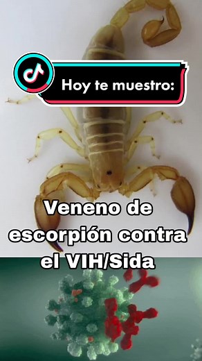 Hoy te platico de Hemiscorpius lepturus y su aportación en la lucha contra el sida. 🦂❤️ #hemiscorpius #hemiscorpiuslepturus #hemiscorpiidae #venenos #toxina #sida #vih #curacontraelsida #cura #fosfolipasas #fosfolipasax1 #investigación #informacion #sabiasquetiktok #cienciatiktok #cienciaentiktok #biólogo #biología #escorpion #escorpiones #animalestiktok #naturalezatiktok #faunasilvestre #fyp #parati #foryou #paratí #tiktok #xzybca #🦂❤️ #🦂