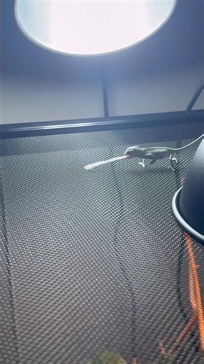 I just tasted a fruit fly, it’s not that bad 🤷‍♂️ #chameleon