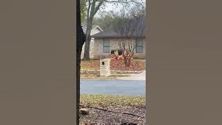 Deer gang up against reindeer inflatables