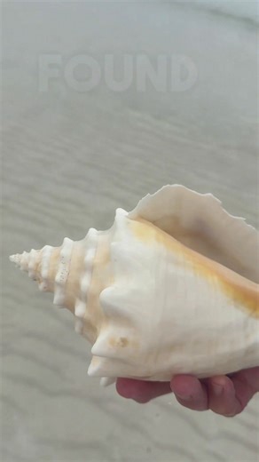 Conch shells come from large sea snails found all over the Bahamas. The queen conch is the most common, and their shells usually grow 6–9 inches, but big ones can reach 12–14 inches. That signature flared pink lip? That’s how you know it’s a mature conch. People in the Caribbean eat conch a lot — the meat is slightly sweet and a bit chewy, kind of like a mix between clam and scallop. #conchshell #bahamas | Julia Fortune