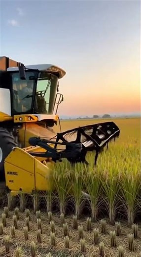 A quiet farmland setting with a combine harvesting rices