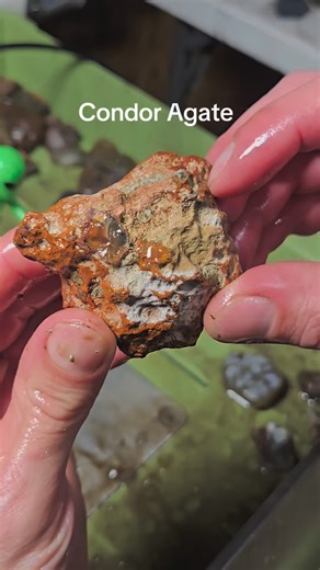 #love the #color and structure of #Condor agates! The #red, yellow, and browns with that #quartz center ! | Wide Open Lapidary
