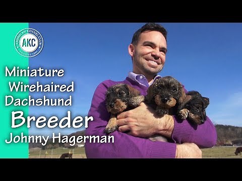 I am a Breeder - Johnny Hagerman - Miniature Wirehaired Dachshund