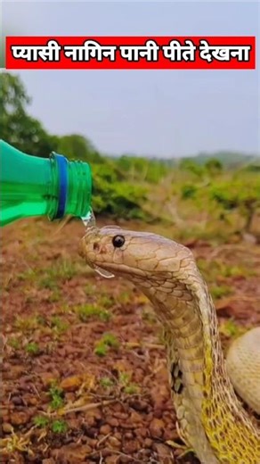 प्यासी नागिन पानी पीते देखना 😨 #shorts #youtubeshorts