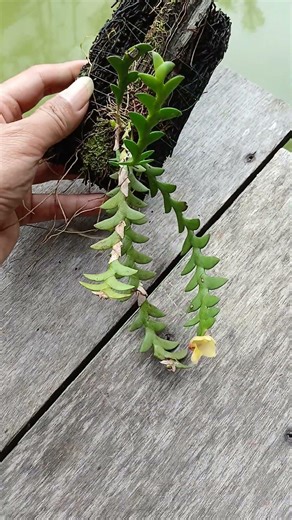 wangi vanila, Dendrobium leonis