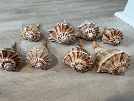 2-5 Inch Dark Brown Lightning Whelk Shells - Set of Two - Etsy