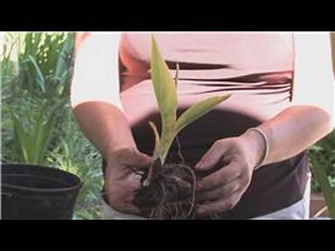 Flower Gardening : How to Grow Canna Lilies