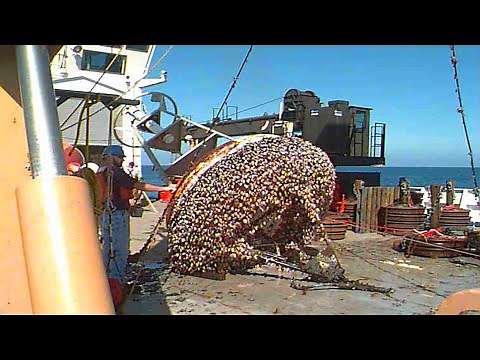 The Easiest Way To Remove Barnacles From Boats And Ships