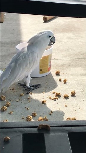 Cockatoo says it's time to feed the birds again!