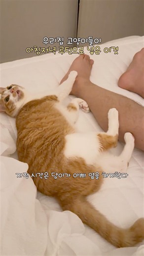 우리집 고양이들이 아침, 저녁 루틴으로 넣은 이 행동 #나는솔로