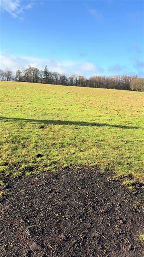 New field day for the girls a bit lost without their main man Mac but the space and grass won them over #dunhorsesoftiktok #irishsportshorse #palominooftiktok #welshiesdoitbest #fyp