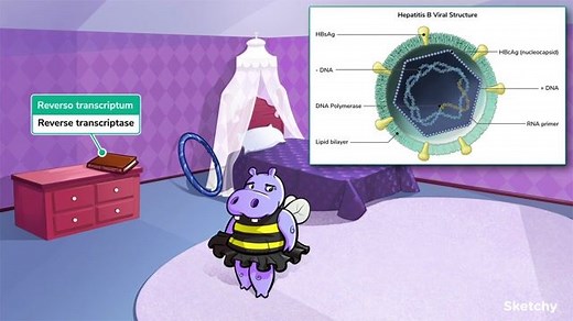 Hepatitis B Viral Basics & Infectious Diseases: Hepatitis B Part 1 (Hepadnaviridae) - Free Sketchy Medical Lesson