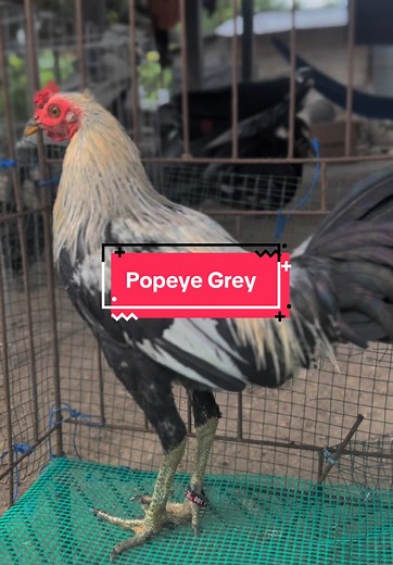 Aguscbf_GF on TikTok