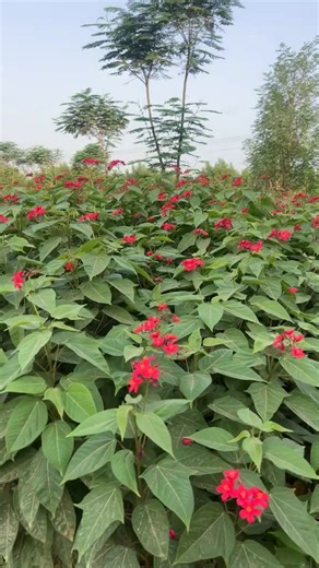 تُعدّ شجرة الجاتروفا (Jatropha) من الأشجار الواعدة التي تحمل في طياتها قيمة اقتصادية وبيئية عظيمة، وهي مرشحة بقوة لتكون حلاً مستداماً في جهود التشجير، ومكافحة التصحر، وتحقيق التنمية المستدامة، خاصة في المناطق القاحلة وشبه القاحلة. وتتميز بكونها نباتاً يمكن استثماره بنجاح في تشجير المتنزهات والحدائق العامة والخاصة وإنشاء المزارع الاستثمارية المتخصصة. الاسم العلمي والأسماء المعروفة: الاسم العلمي الأكثر شهرة للنوع ذي الجدوى الاقتصادية هو: Jatropha curcas (الجاتروفا الكوركية). أما الأنواع المستخدمة 