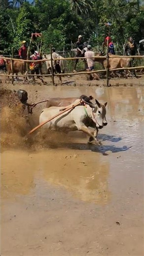 Pacu Jawi Story‼️ The Wild Bull Race from West Sumatra, Indonesia 🇮🇩 | Traditional Mud Sport #shorts