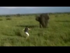 Man charges elephant, loses job