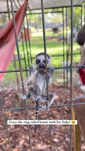 Baby lemurs cling to their moms, wide-eyed and curious, exploring the world with tiny hands and playful hops! 🥹🧡 (🎥 @wildlifewonderland) | Africa Safari Planet