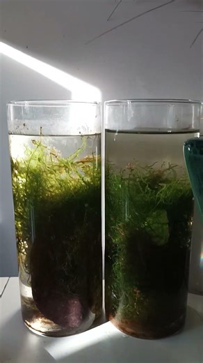 Java Moss bitkisi