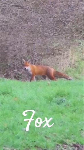 The quick brown fox..