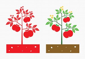 tomato plant with tomato fruit and tomato flower,vector illustration