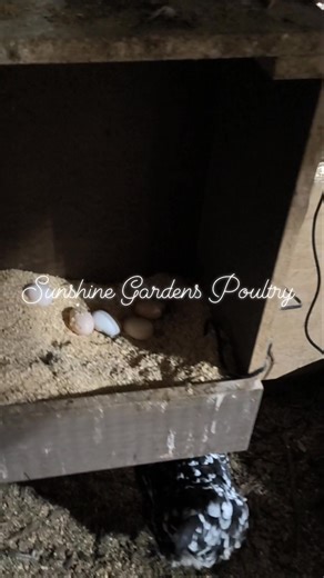 Mottled Javas are back online!!! 🎉 #sunshinegardenspoultry #egg #layinghens | Sunshine Gardens Poultry