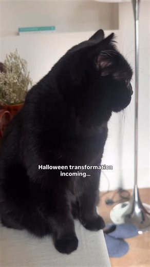 Popped in these eyeballs for Halloween 🎃 #halloween #blackcat #halloweencostume | Clementine Meows