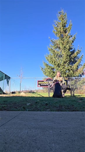 Here is Augie! Learning how to play tug the correct way, and learning to settle for seemingly the first time in his life. Augie has a very intense prey drive. He goes bonkers bananas! Thats not a bad thing if we have an off switch! I am creating an off switch and let me tell you im sore after my sessions wuth Augie. He is a strong boy! I love his drive and I love his personality. Im coaching him into pack drive, into settling and putting some method to his madness. Stay tuned for the glow-up! Th