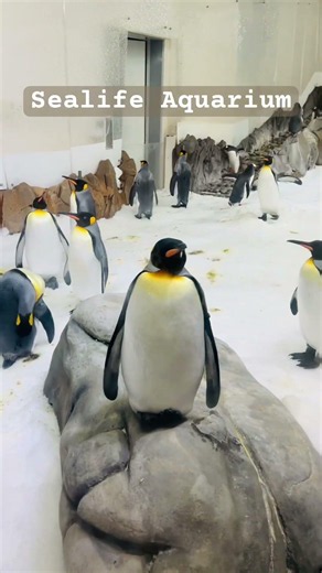 School Holidays in Melbourne | 3 Places to Go 3 Things to Do #thingstodo #melbourne #shorts #explore