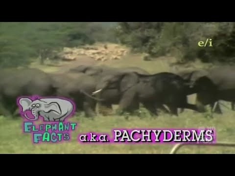 Beakman's World [1992] S4 E10 | Elephants, Beakmania & X Rays