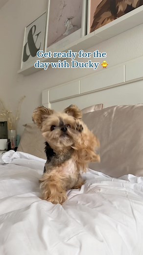 🐥👕Rate Ducky’s outfit 1-10! Clothes from @DogCrush Boutique #duckytheyorkie #yorkie #yorkiesoftiktok #yorkielove #yorkielover #smalldogsoftiktok #yorkies #dogclothes