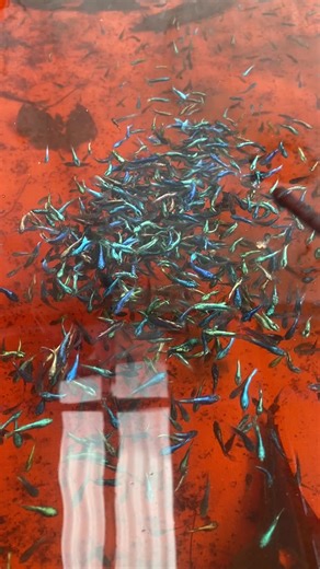 1 month fry avatar 😘 #bettafish #fyp #zamm_betta #kutuairmoina