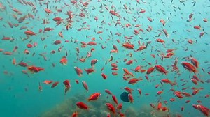 44K views · 3.5K reactions | One of the most beautiful dives in Dahab 視錄 #dahab #dahabegypt #dahablife #underwaterlife #underwaterworld #underwaterphotography #sea #scuba #redsea #viralposts #scubadiving #viralvideoシ #viralvideofb | Red Sea Diving | Facebook