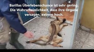76K views · 1.6K reactions | Eine Geschichte über den bedingungslosen...