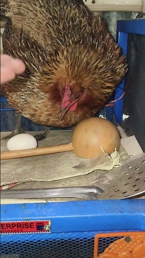 angry chicken #shorts