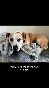 PLEASE SHARE! This affectionate girl just wants a family to call her own.:pleading_face: Meet Matilda (aka Tilly), a 6-year-old Terrier mix who was pulled from the urgent list at an overcrowded shelter by @wiggleswayrescue in Silver Springs, Maryland. After seven months in foster care, this sweet, snuggly girl is still waiting for someone to finally choose her — and we just can’t understand how she keeps getting overlooked. Tilly has a big personality and an even bigger heart. She loves her peop